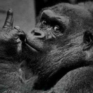 Meet your Posher, Frank